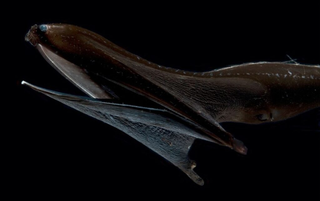 Vědci odhalili důvod neobvyklé kůže ultračerných úhořů, kteří se skrývají v oceánské půlnoční zóně 5
