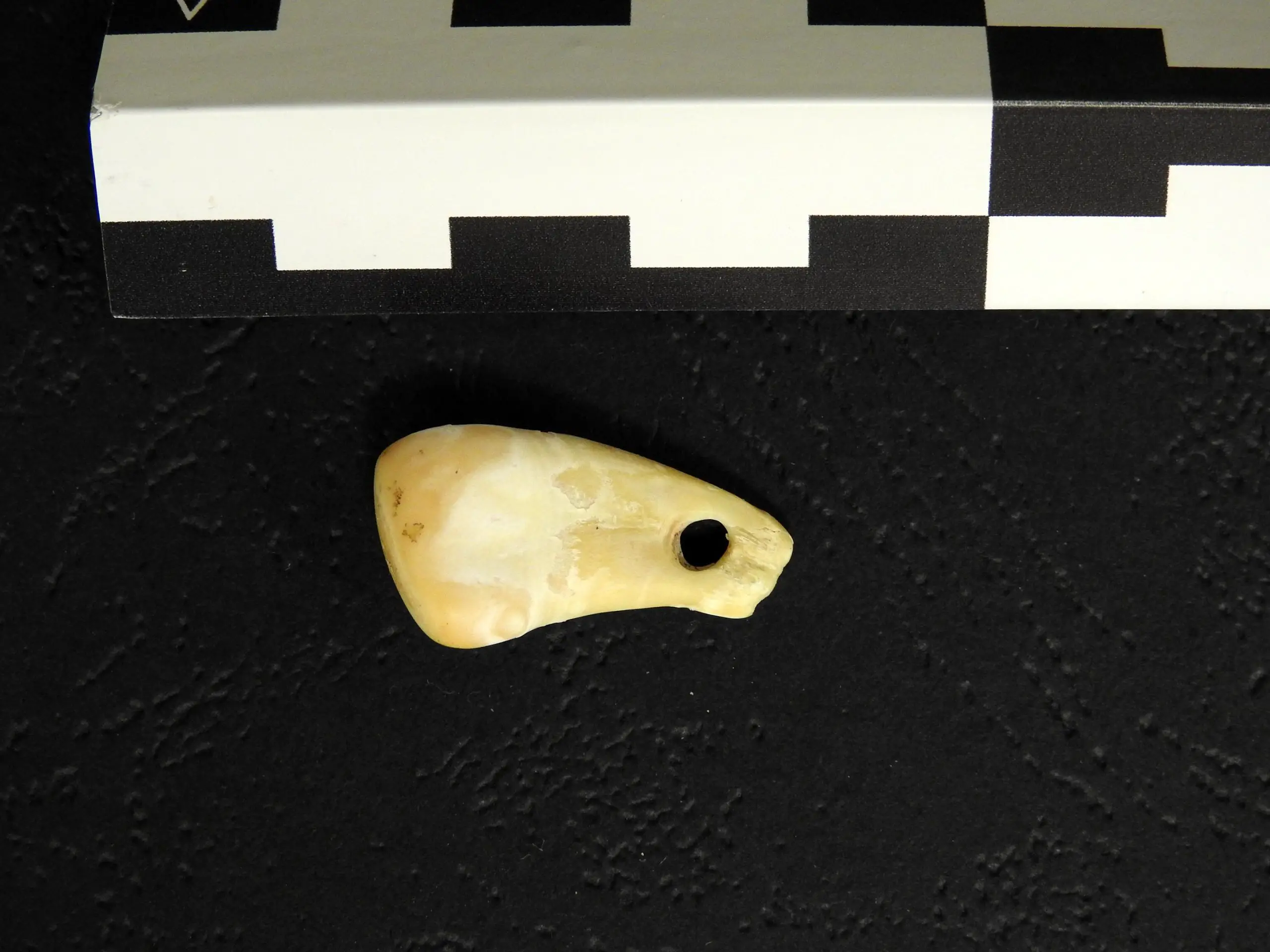 Досліджуваний зуб був знайдений російськими археологами у 2019 році в Денисовій печері. MPI для еволюційної антропології