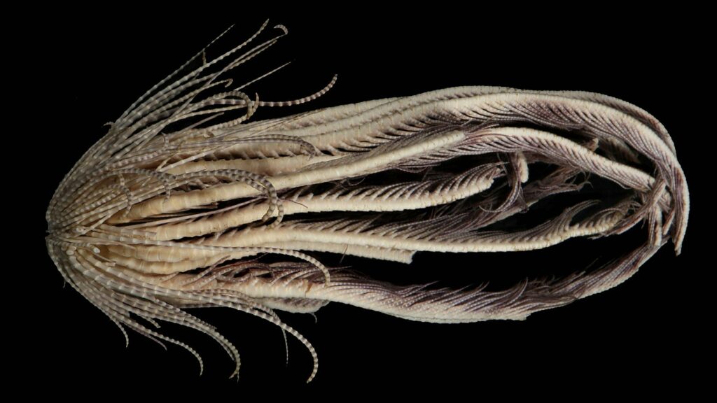 Alien-like creature with 20 arms discovered in the depths of Antarctic Ocean 4