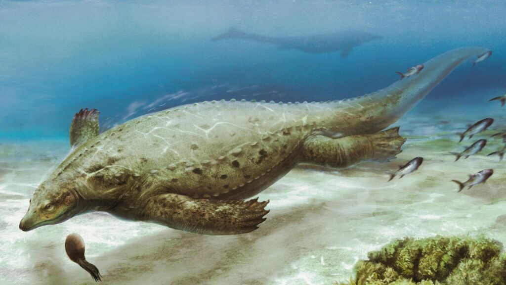 Ancient human-size sea lizard rewrites history of early armored marine reptiles 8