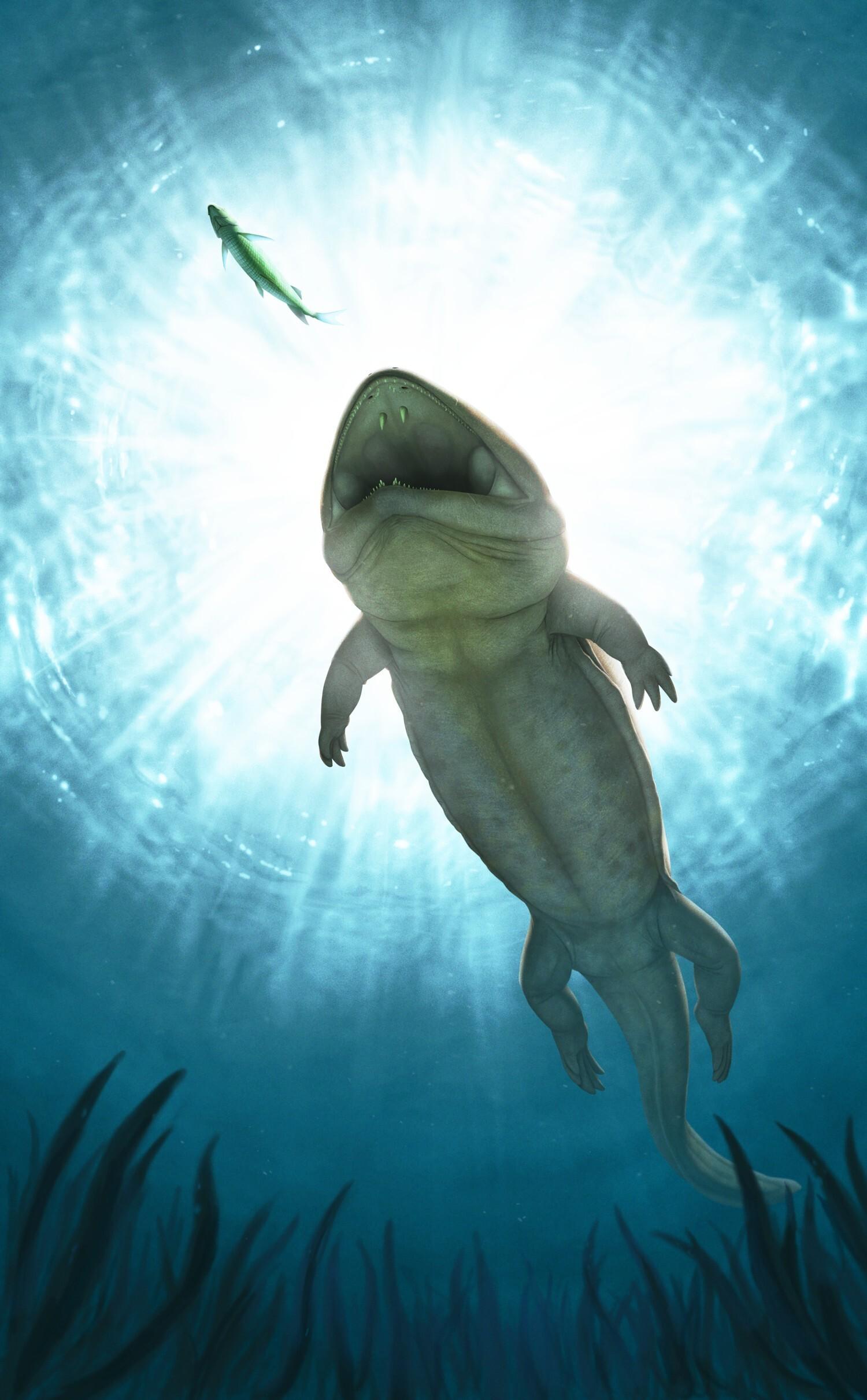 An artist's impression of Arenaerpeton supinatus, the ancestor of today's Chinese Giant Salamander.