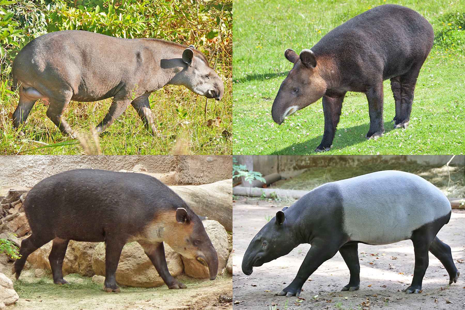 Mabaki ya panda na tapir yenye umri wa miaka 2,200 yaligunduliwa 2