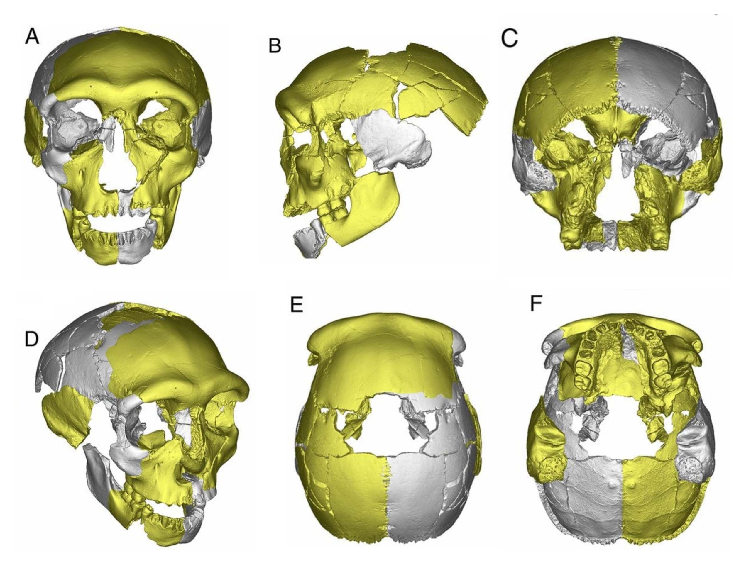 Il cranio HLD 6 virtualmente ricostruito