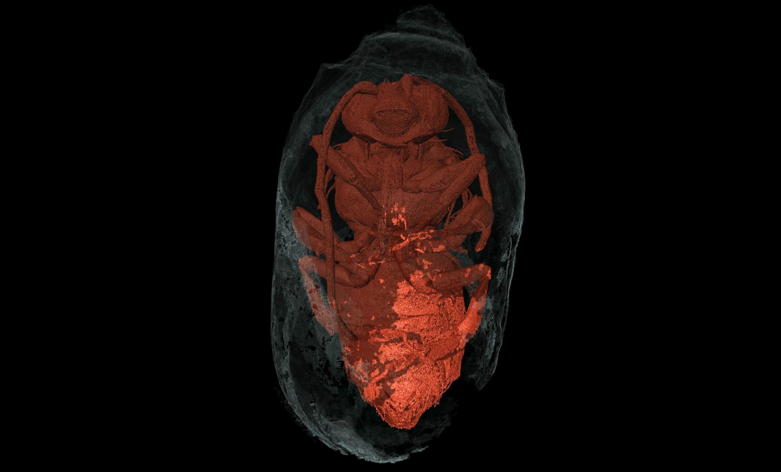 X 射线微计算机断层扫描显示密封茧内的雄性尤塞拉蜂（腹侧）。 在意大利的里雅斯特的 Elettra 同步辐射设施 ICTP ElettramicroCT 中获得的视图。该图像显示了被螺旋盖封闭的挖掘出的育雏室的结构，其中有一只即将放弃细胞的成年蜜蜂。