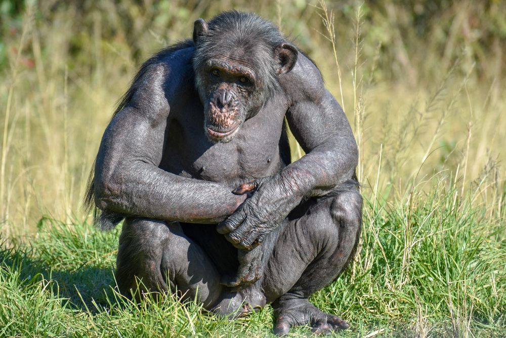 Gall tsimpansî alffa-wrywaidd fod yn hynod o gryf. Shutterstock