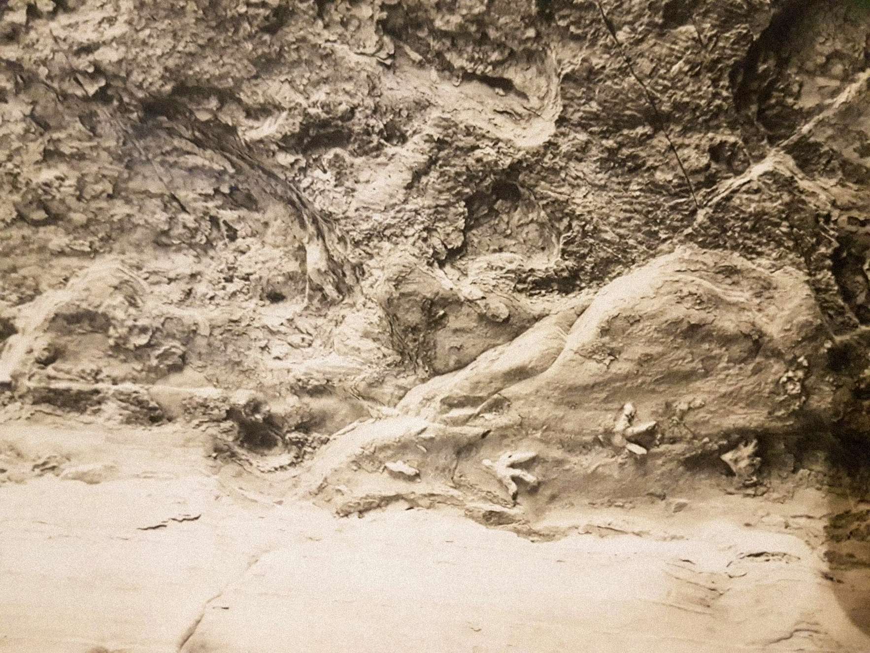 Ce sont les traces de dinosaures sur le plafond de la grotte du mont Morgan (vers 1954).
