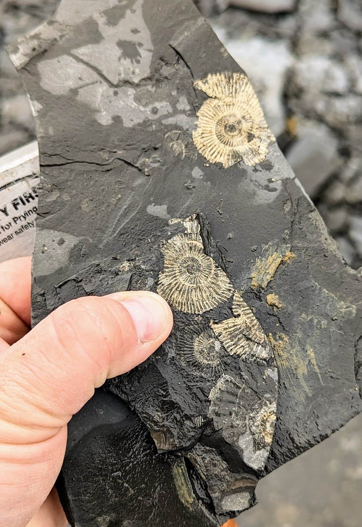 Gyldne ammonitfossiler ved Ohmden stenbrud.