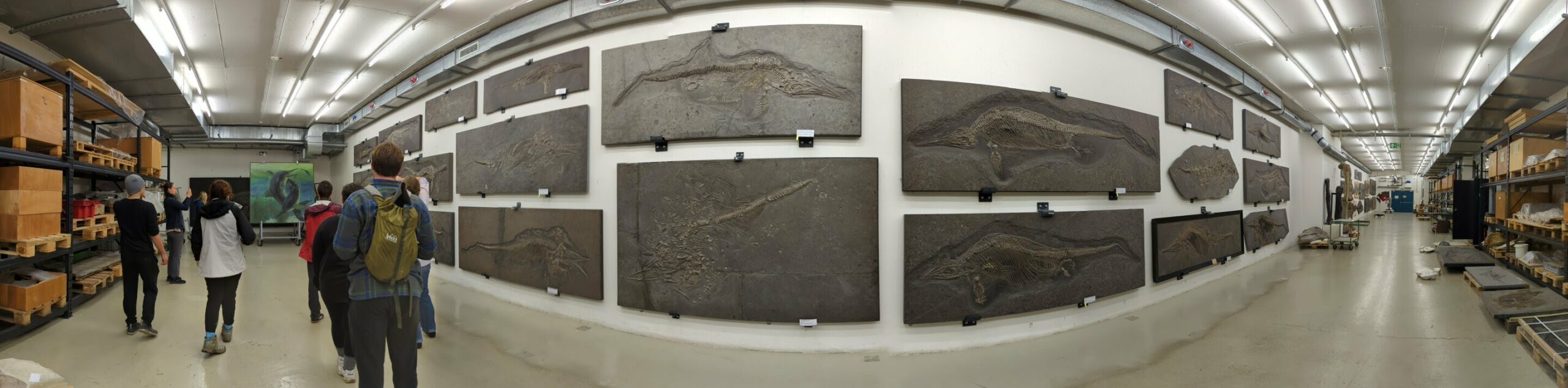 ນັກສຶກສາ Geosciences ຈາກມະຫາວິທະຍາໄລ Texas ຢູ່ Austin ກັບຕົວຢ່າງ ichthyosaur ຈາກ shale Posidonia.