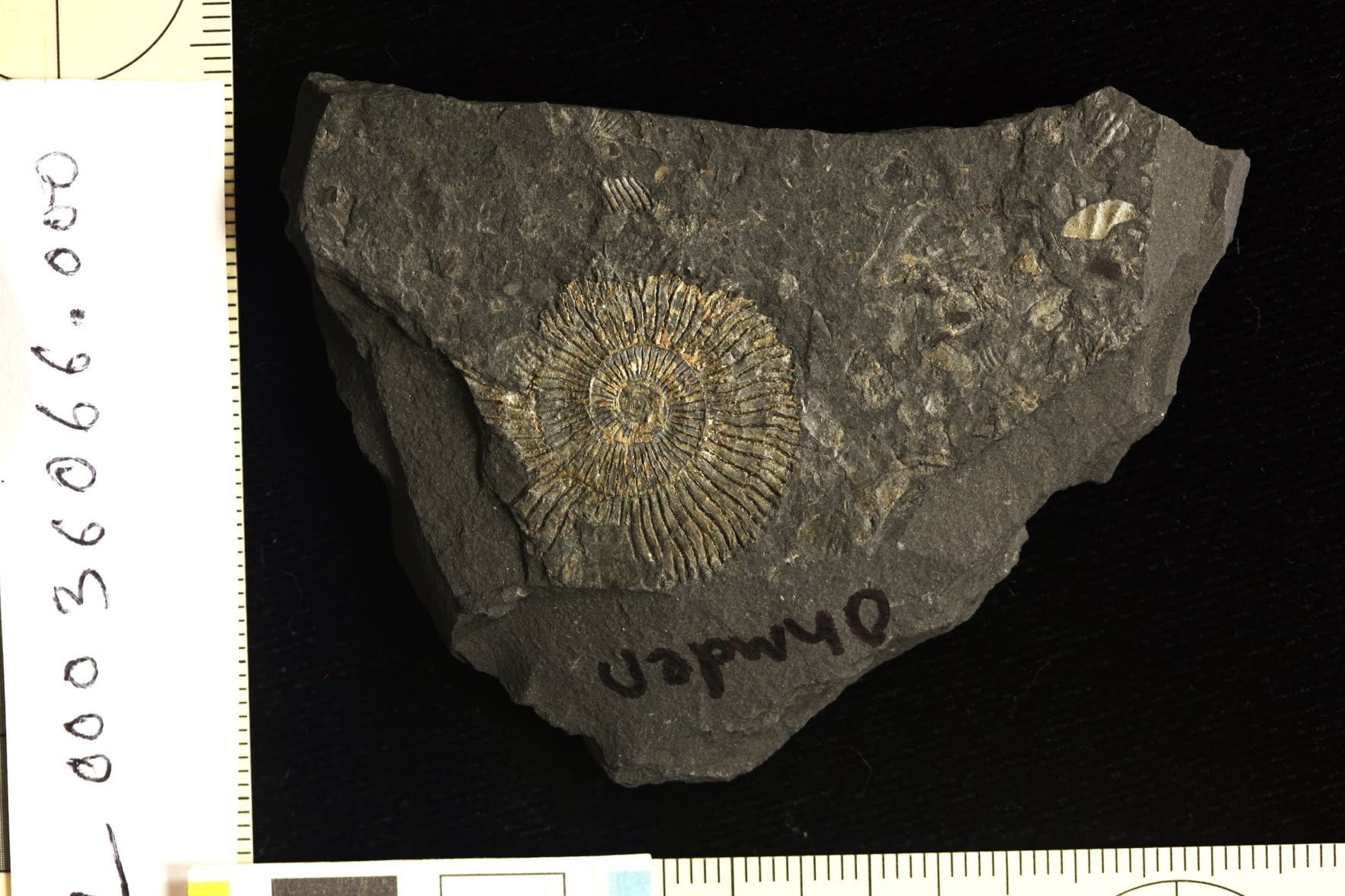 ຟອດຊິວທໍາ Ammonite ຈາກ quarry Ohmden, Posidonia shale lagerstatte.