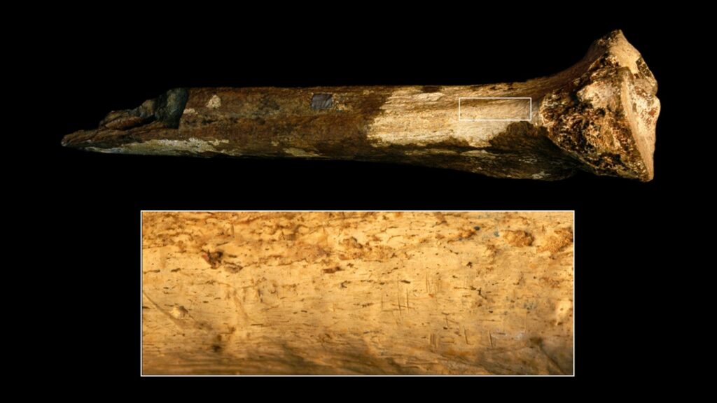 La paléoanthropologue du Smithsonian National Museum of Natural History Briana Pobiner a découvert ce tibia d'hominidé au Musée national de Nairobi au Kenya. La zone agrandie montre les marques de coupe.