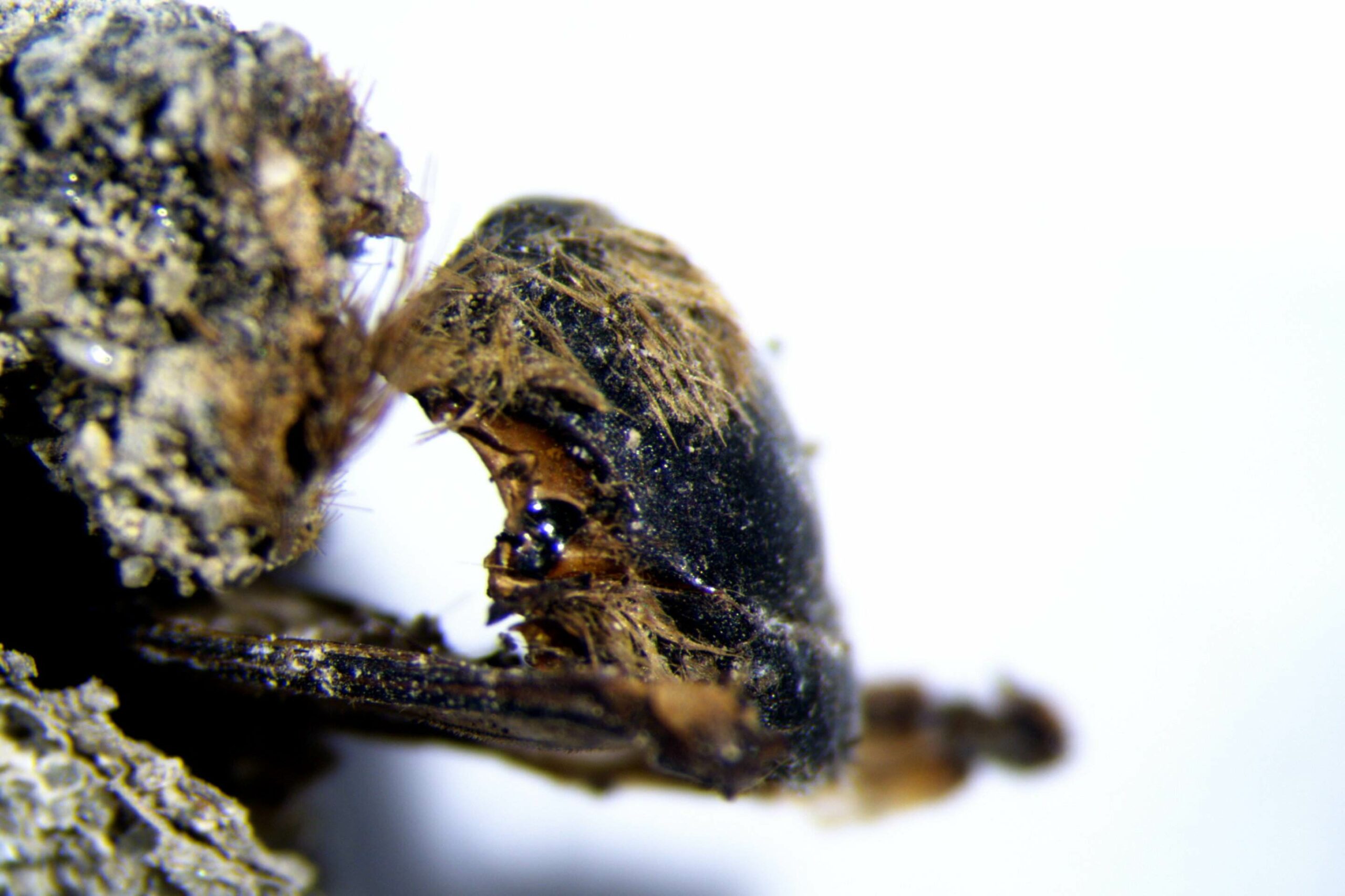 تم العثور على مئات من النحل المحنط داخل شرانقه على الساحل الجنوبي الغربي للبرتغال، في موقع حفريات جديد على ساحل أوديميرا.