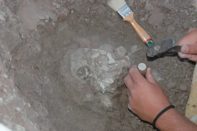 Древнейшие предки человека, возможно, появились девять миллионов лет назад в Турции 2