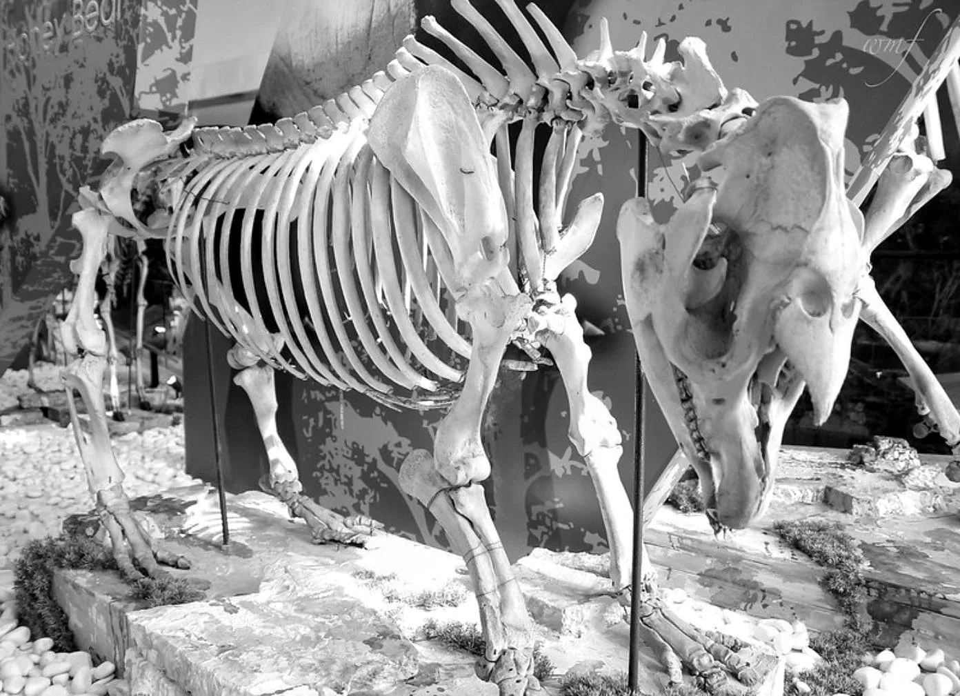 2,200 gadus vecas upurētu pandas un tapīra atliekas atklāja 1