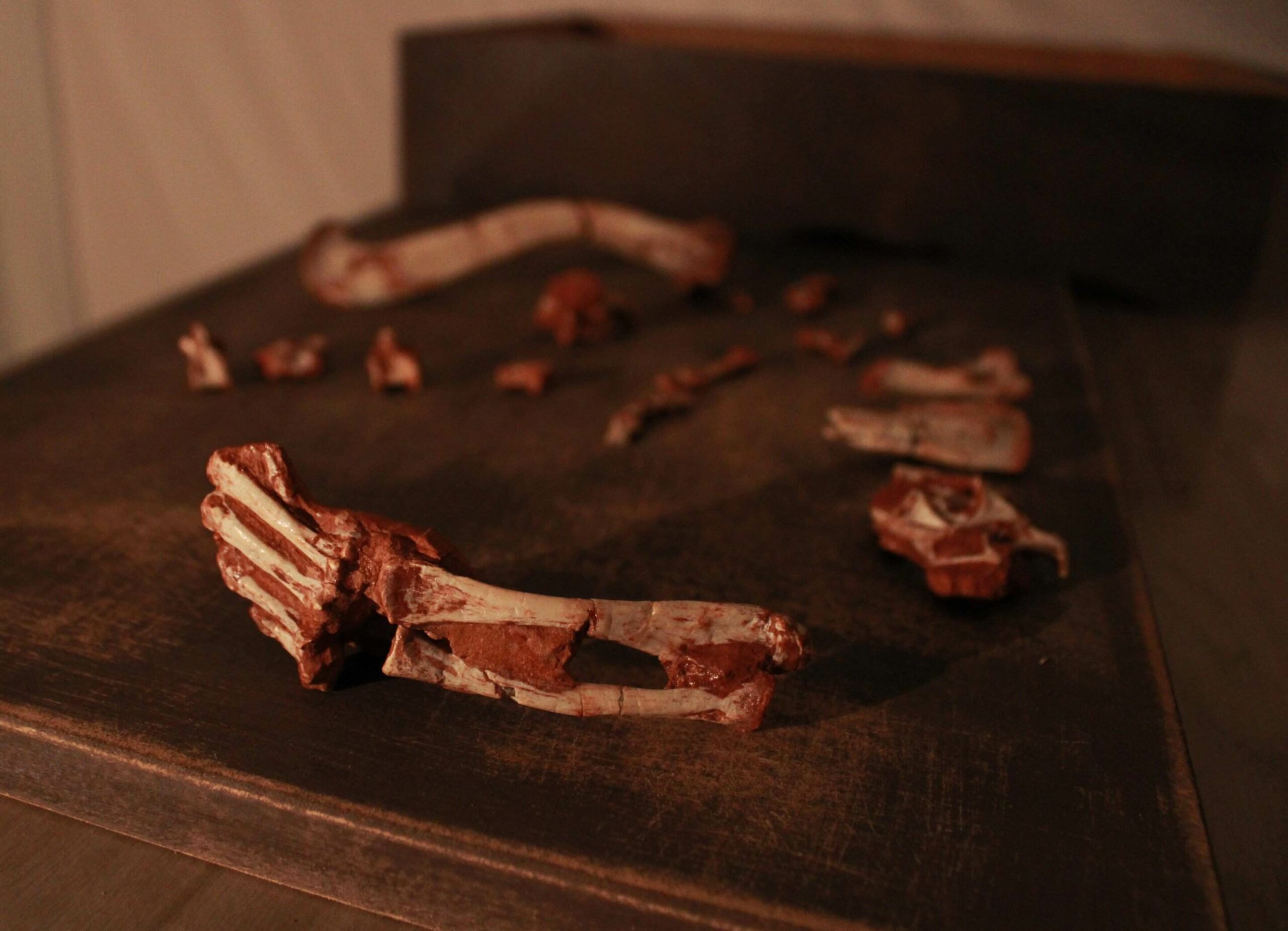 Fosilizované fragmenty kostí Venetoraptor gassenae.
