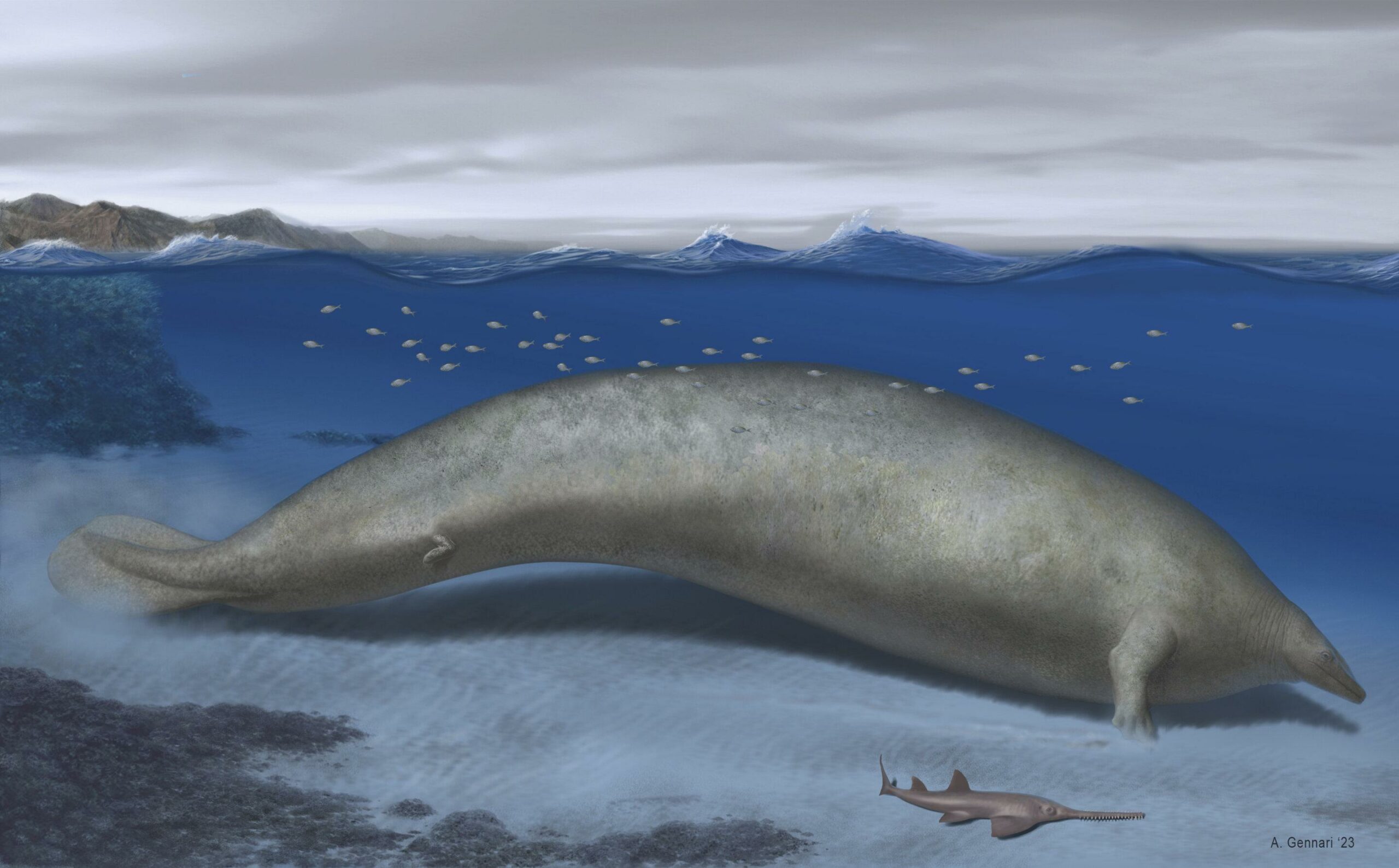 Мог ли этот массивный кит, живший 40 миллионов лет назад, быть самым тяжелым животным в мире? 1