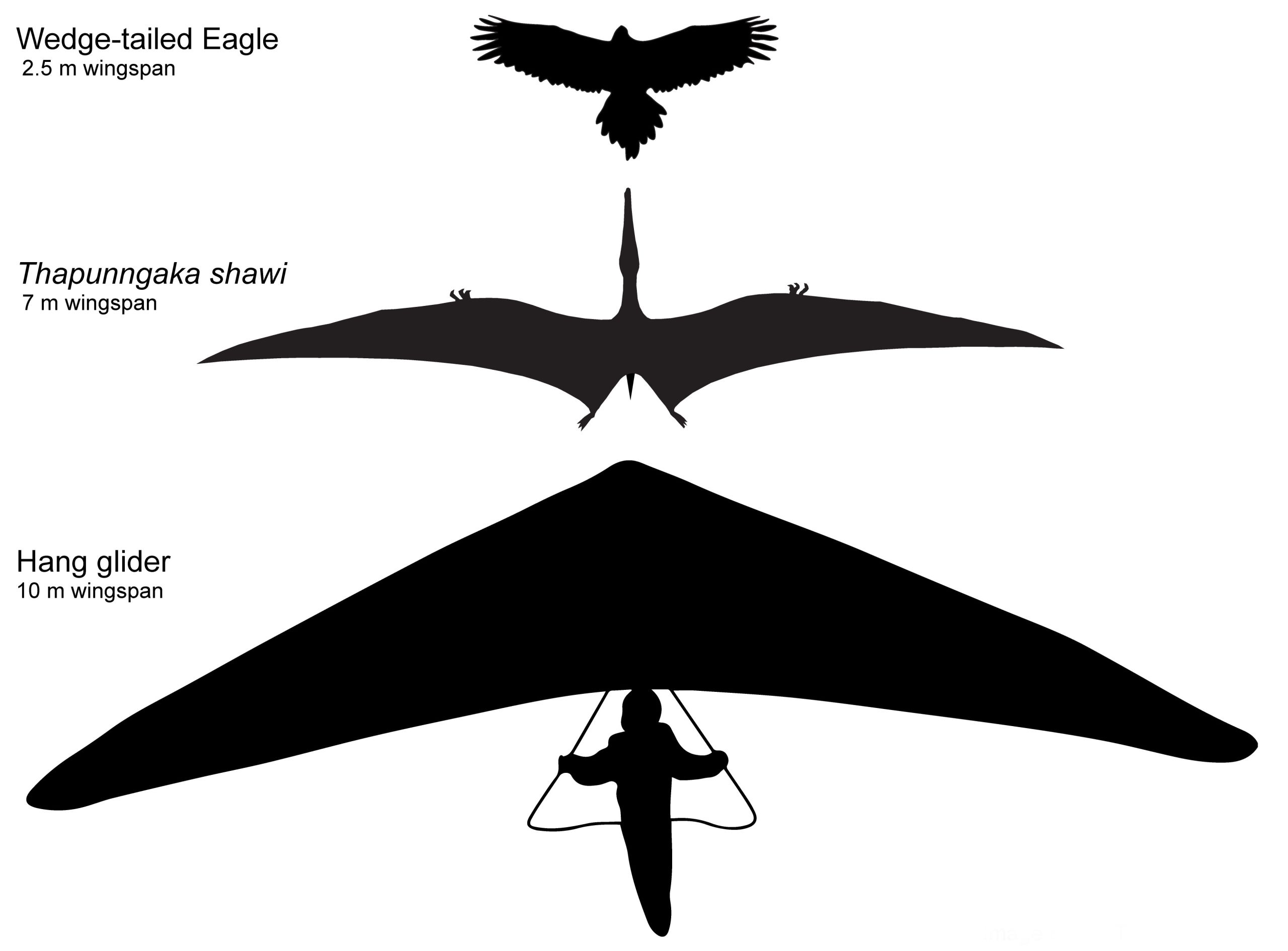 Hipotētiskas Thapunngaka shawi kontūras ar 7 m spārnu plētumu kopā ar ķīļveida ērgli (2.5 m spārnu plētums) un deltaplānu (10 m “spārnu plētums”). Tims Ričardss