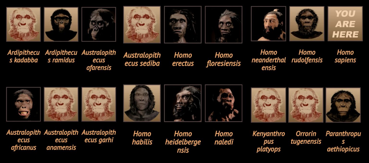 What Could Be The Reason Behind The Existence Of Only One Human Species ...