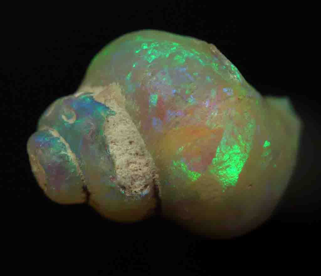 Opaal gemaakte krabklauw: hoe vormen opaal gemaakte fossielen? 6