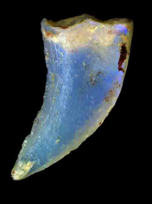 Opaal gemaakte krabklauw: hoe vormen opaal gemaakte fossielen? 5